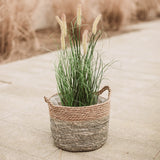 mypureliving | Gras im Topf 73 cm