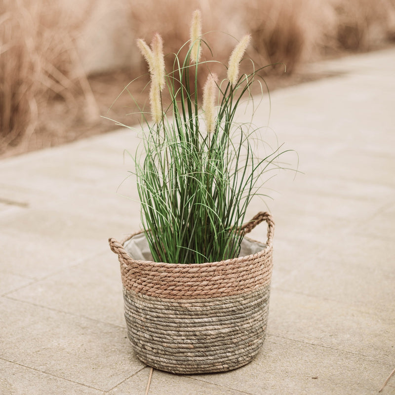 mypureliving | Gras im Topf 73 cm